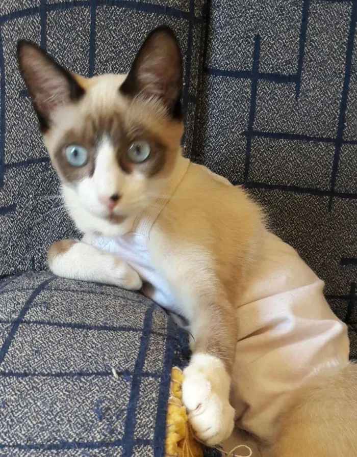 Gato ra a Srd idade 7 a 11 meses nome Anete