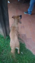 Caramelo