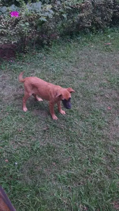 Cachorro raça Vira lata idade 2 a 6 meses nome Caramelo