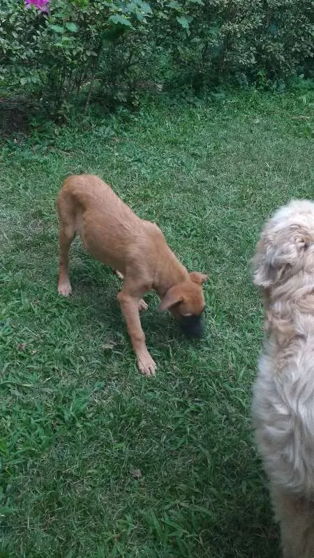 Cachorro raça Vira lata idade 2 a 6 meses nome Caramelo