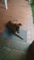 Caramelo