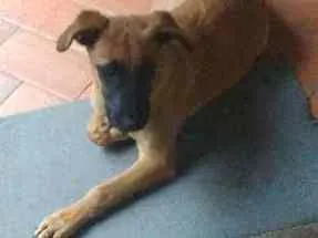 Cachorro raça Vira lata idade 2 a 6 meses nome Caramelo