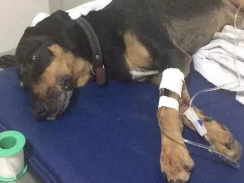 Cachorro ra a DESCONHECIDA idade 2 anos nome NÃO TEM