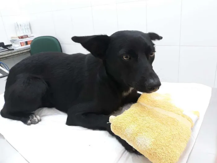 Cachorro ra a SRD idade 1 ano nome Toninho