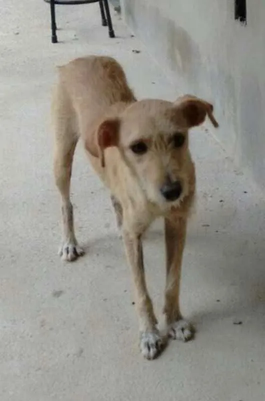 Cachorro raça SRD idade 3 anos nome Melissa
