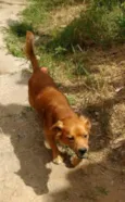 Pitoco