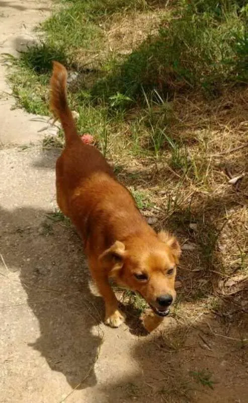 Cachorro raça SRD idade 3 anos nome Pitoco