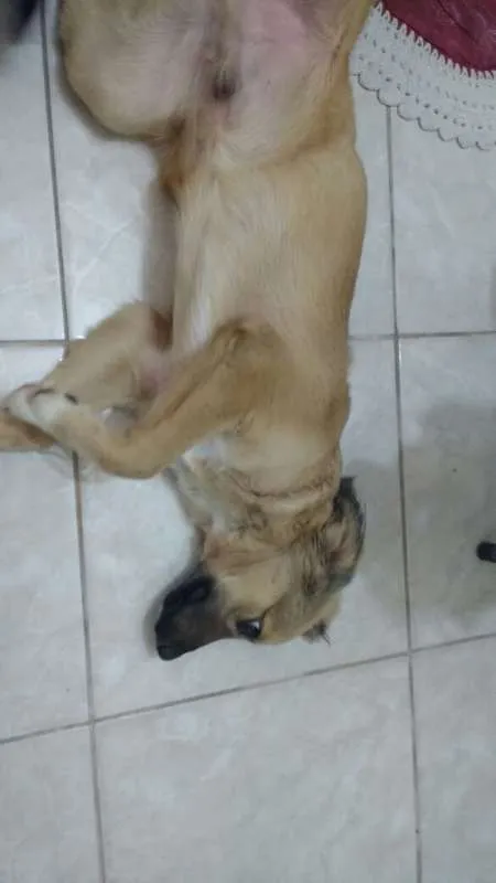 Cachorro ra a vira lata  idade 2 a 6 meses nome Max  