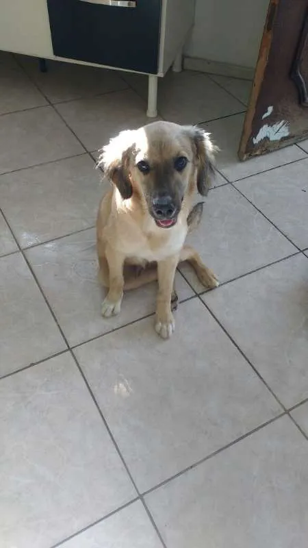 Cachorro ra a vira lata  idade 2 a 6 meses nome Max  