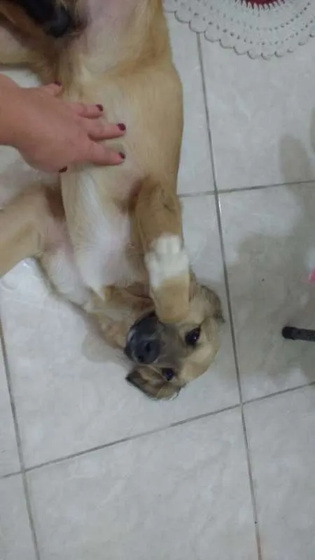 Cachorro ra a vira lata  idade 2 a 6 meses nome Max  