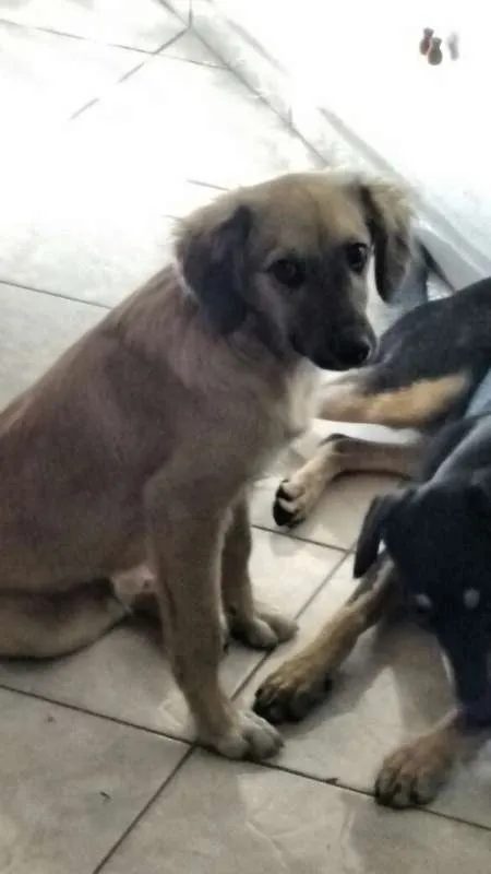 Cachorro ra a vira lata  idade 2 a 6 meses nome Max  