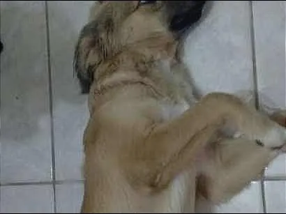 Cachorro ra a vira lata  idade 2 a 6 meses nome Max  