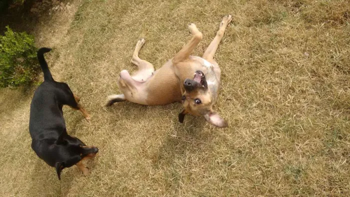 Cachorro raça mestiça idade 4 anos nome Flor