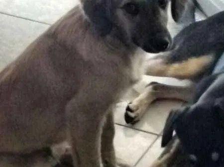 Cachorro ra a vira lata  idade 2 a 6 meses nome Max  