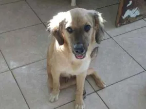 Cachorro raça vira lata  idade 2 a 6 meses nome Max  