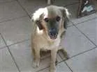 Cachorro raça vira lata  idade 2 a 6 meses nome Max  