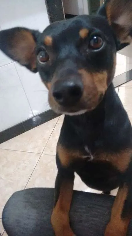 Cachorro raça SRD idade 3 anos nome Julião