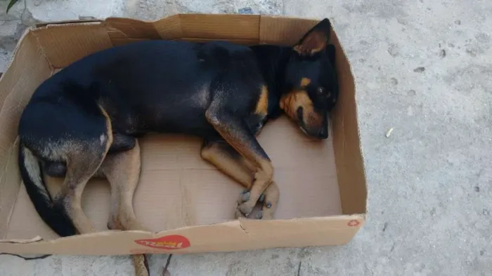 Cachorro raça SRD idade 3 anos nome Julião