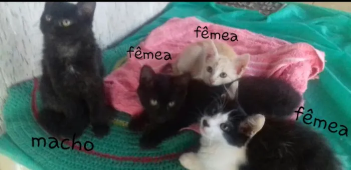 Gato raça  idade 2 a 6 meses nome Bebês 2 meses