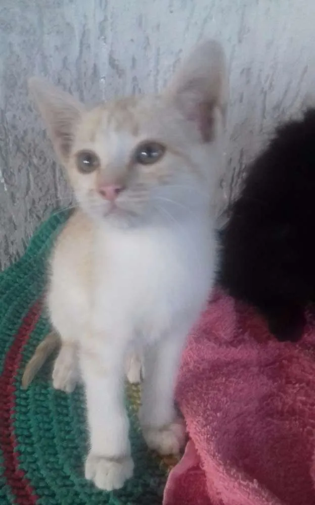 Gato raça  idade 2 a 6 meses nome Bebês 2 meses