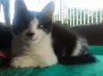 Bebês 2 meses