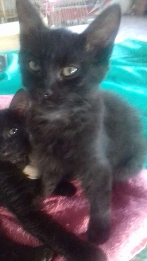 Gato raça  idade 2 a 6 meses nome Bebês 2 meses