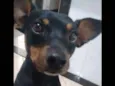 Julião