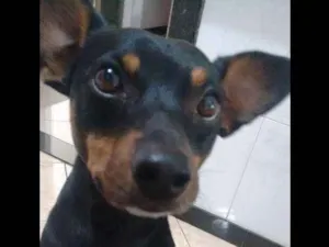 Cachorro raça SRD idade 3 anos nome Julião