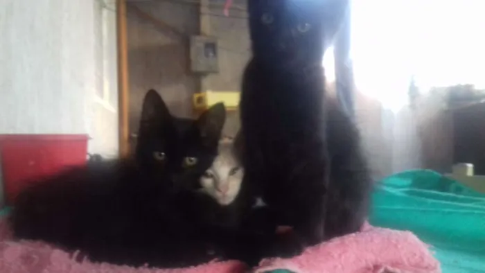 Gato raça  idade 2 a 6 meses nome Bebês 2 meses