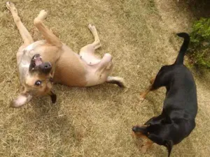 Cachorro raça mestiça idade 4 anos nome Flor