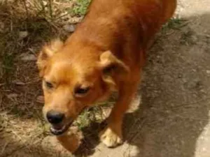 Cachorro raça SRD idade 3 anos nome Pitoco
