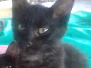 Gato raça  idade 2 a 6 meses nome Bebês 2 meses