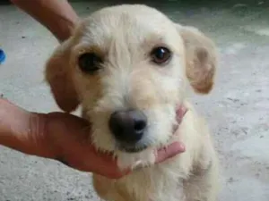 Cachorro raça SRD idade 3 anos nome Melissa
