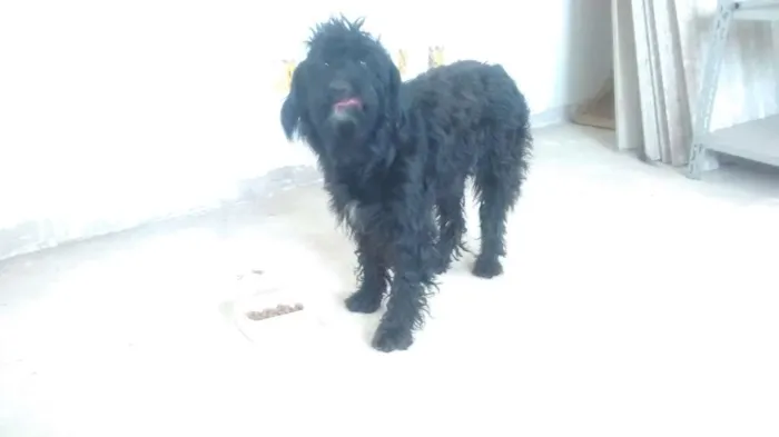 Cachorro ra a Poodle idade 1 ano nome Poodle