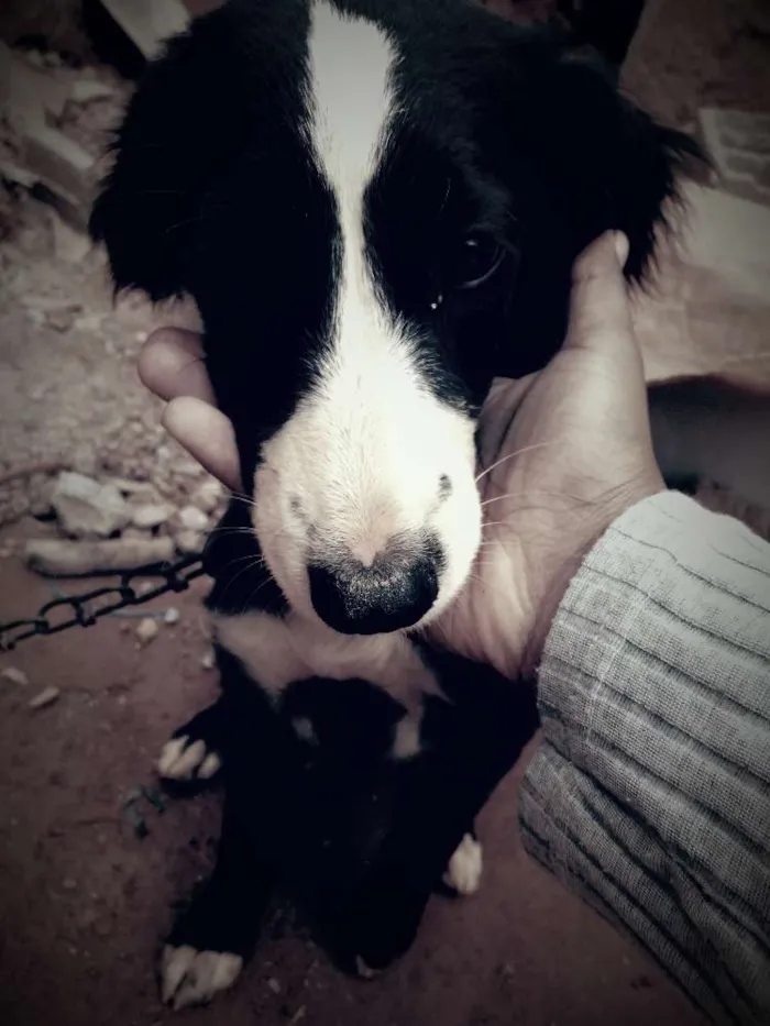 Cachorro ra a Ñ indentificada idade 7 a 11 meses nome Kiiara 