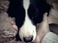 Kiiara 
