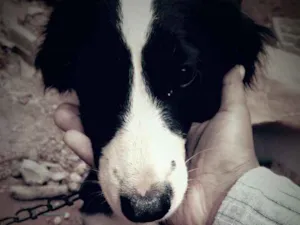 Cachorro raça Ñ indentificada idade 7 a 11 meses nome Kiiara 