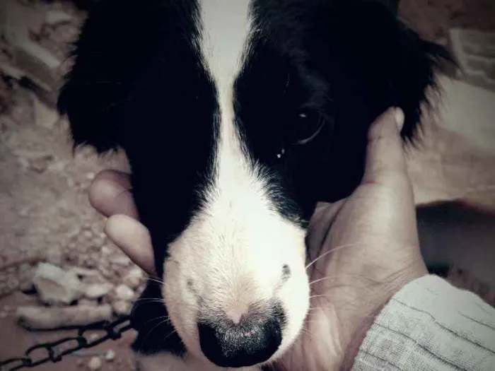 Cachorro ra a Ñ indentificada idade 7 a 11 meses nome Kiiara 