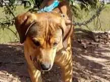 Cachorro raça mestiço pitbull idade 1 ano nome Dick