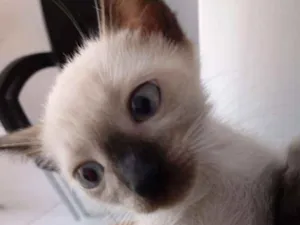 Gato raça  idade 2 a 6 meses nome Almoço 