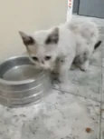 mingau