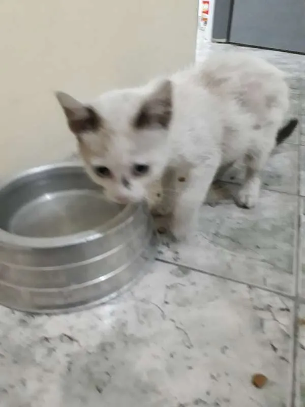Gato ra a siames idade 2 a 6 meses nome mingau