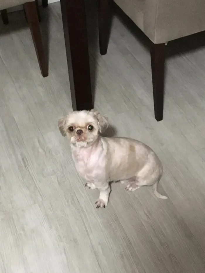 Cachorro ra a Shitszu  idade 5 anos nome Luke