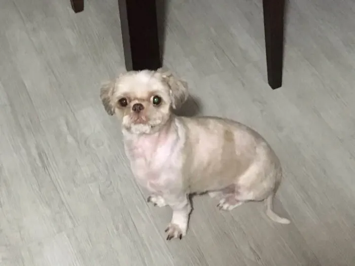 Cachorro ra a Shitszu  idade 5 anos nome Luke