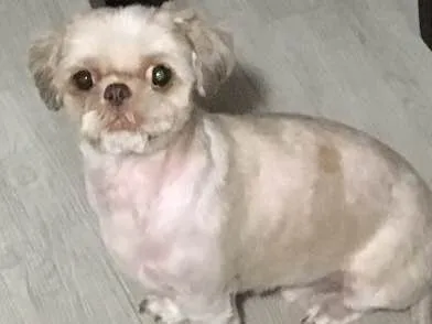 Cachorro ra a Shitszu  idade 5 anos nome Luke