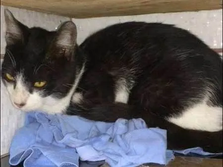 Gato ra a SRD idade 2 a 6 meses nome Sem nome 