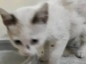 Gato raça siames idade 2 a 6 meses nome mingau