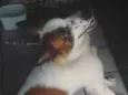 Bolinha