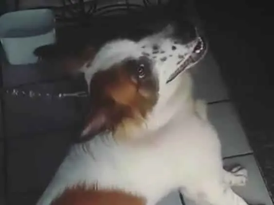 Cachorro raça Não sei especificar  idade 2 anos nome Bolinha