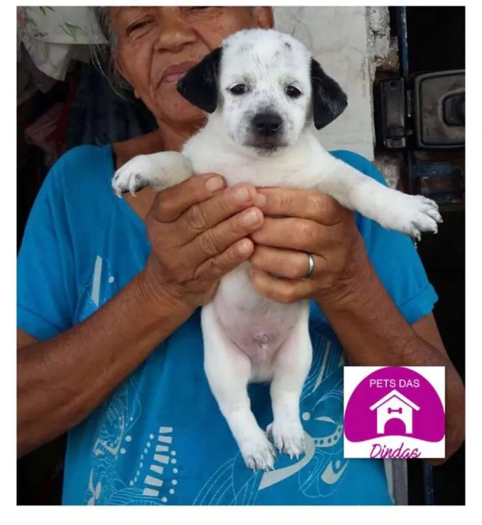 Cachorro ra a SRD idade Abaixo de 2 meses nome Bethoven